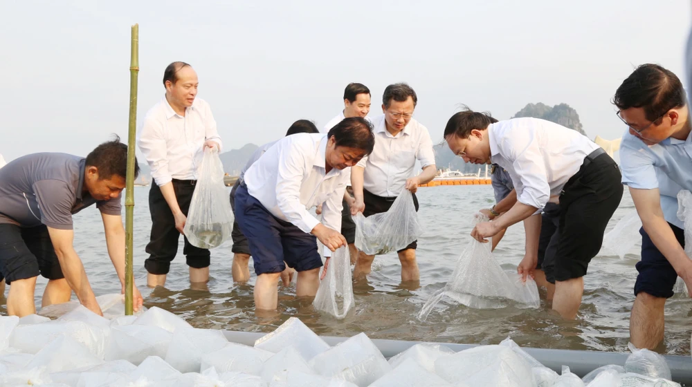 Des dirigeants provinciaux participent à la régénération des ressources aquatiques le 31 mars 2024. Photo: baoquangninh.vn