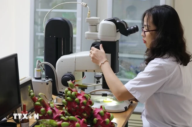 Une employée de la station de quarantaine végétale du poste frontalier de Tan Thanh (province de Lang Son) examine des échantillons de fruits. Photo: VNA