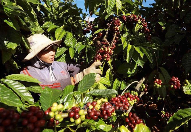 Le café est l'un des sept produits et groupes de produits dont la valeur d'exportation dépasse un milliard de dollars. Photo: VNA