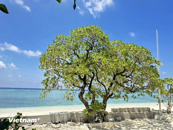 La beauté majestueuse du manioc marron et du veloutier bord de mer à Truong Sa