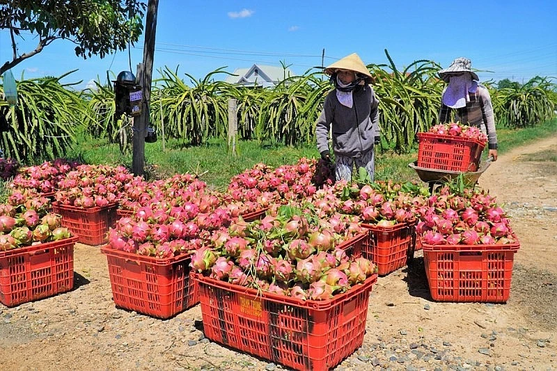 Les fruits du dragon, l'un des principaux produits d'exportation vers la Chine. Photo: VNA