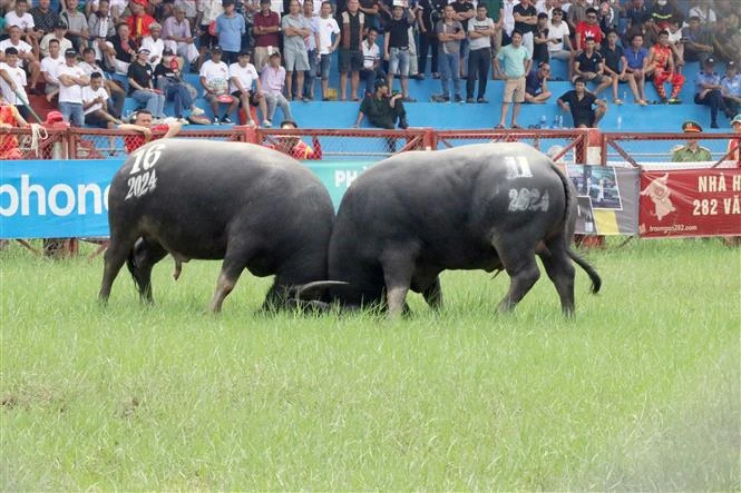 La Fête du combat de buffles à Dô Son. Photo: VNA