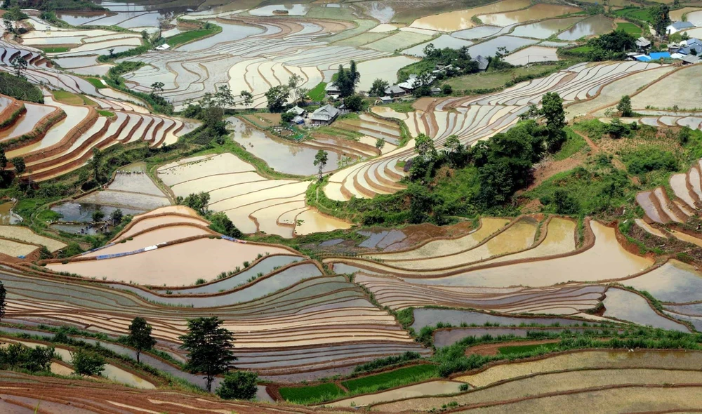Vues sous n’importe quel angle, les rizières en terrasses sont un véritable spectacle pour les touristes. Photo : Quy Trung/VNA
