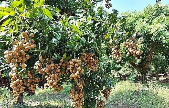 Le longane, une spécialité de la province de Hung Yen est un fruit tropical riche en nutriments. Photo : VNA