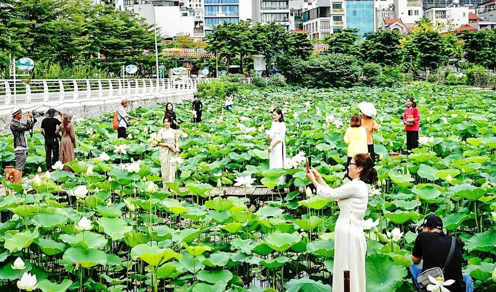 Hanoï, l'une des zones de culture du lotus les plus célèbres du pays. Photo: VNA