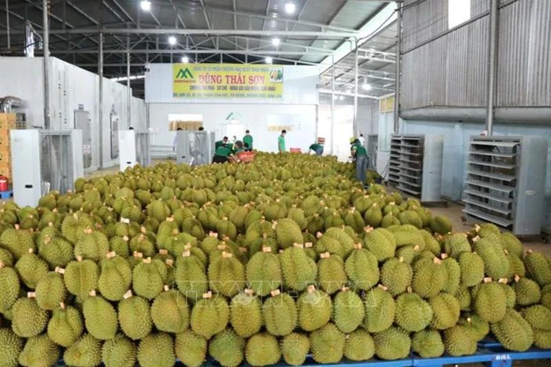 Depuis juillet 2022, date à laquelle le durian frais du Vietnam a été officiellement autorisé à être expédié vers la Chine. Photo : VNA