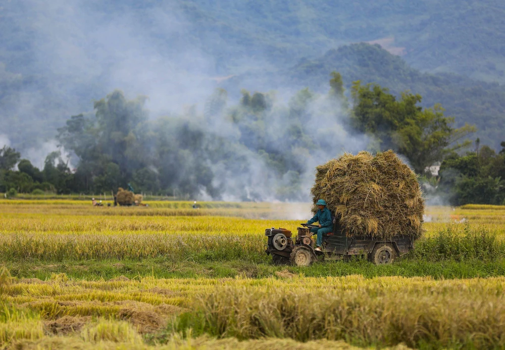 Transportant du riz dans les champs de Muong Thanh. Photo : Xuan Tu /VNA