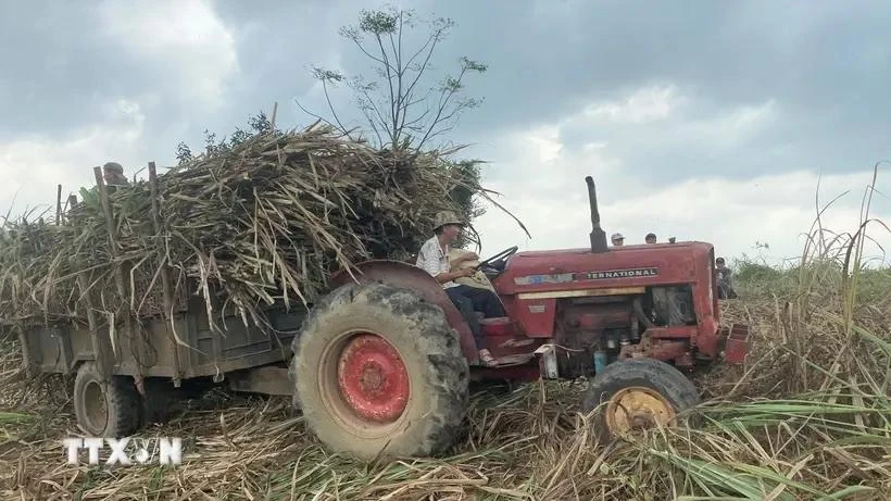 Grâce au renforcement de la mécanisation dans la production, à l’application de la technologie 4.0 dans la culture et à la prise de mesures de défense commerciale, la filière canne à sucre a enregistré une croissance significative. Photo : VNA