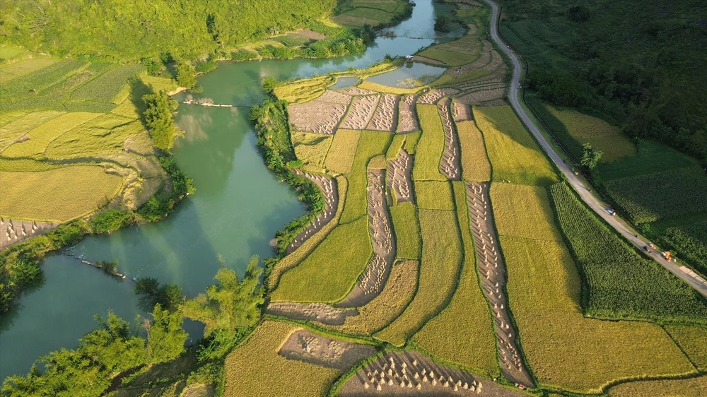 Les champs de riz mûr dans la commune de Phong Nam, district de Trung Khanh, province septentrionale de Cao Bang. Photo : Vietnam Illustré