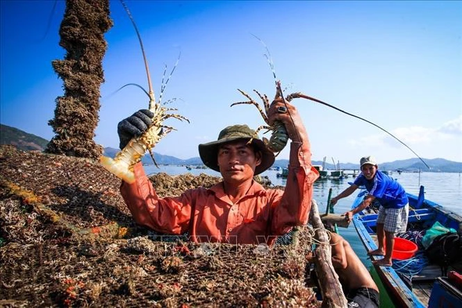 Les exportations vietnamiennes de homards vers le marché chinois de janvier à septembre ont été multipliées par 33 par rapport à la même période de l’année dernière. Photo : VNA