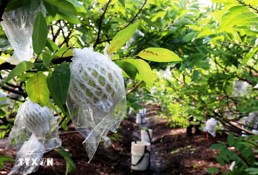 Le pommier cannelle est cultivé selon le modèle de l'application de la haute technologie jusqu'au moment de la récolte à Tay Ninh. Photo : Hong Dat/VNA