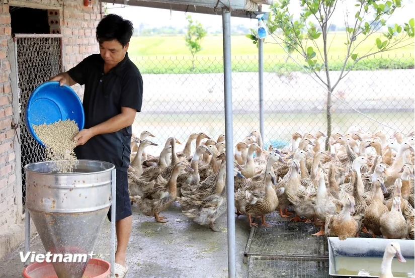 De nombreux agriculteurs de la commune de Dong Xuyen (district de Tien Hai) sont devenus riches grâce à l’élevage des canards maritimes Dai Xuyen 15 après l’obtention des prêts à taux préférentiel de la filiale du district de Tien Hai de la Banque des politiques sociales de la province de Thai Binh. Photo : VietnamPlus