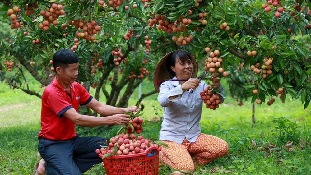 Provincia de Bac Giang ofrece nueva oferta turística