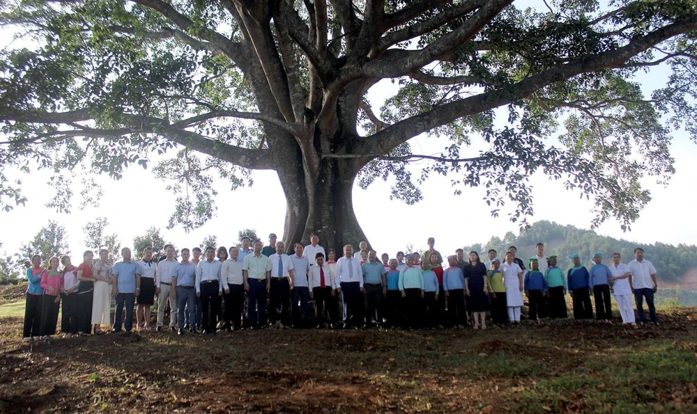 El árbol patrimonial se encuentra en la comuna de Then Sin, distrito de Tam Duong. (Foto: baolaichau.vn)