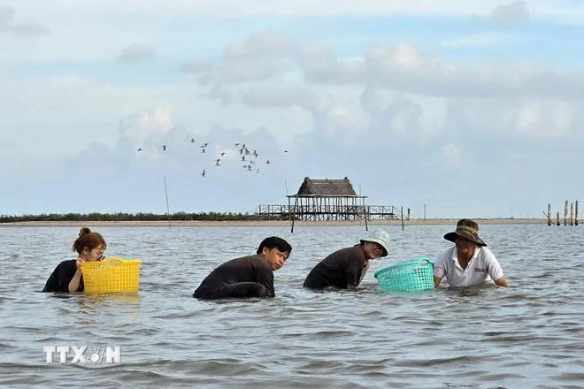 Turistas capturan almejas en Ca Mau. (Foto: VNA)