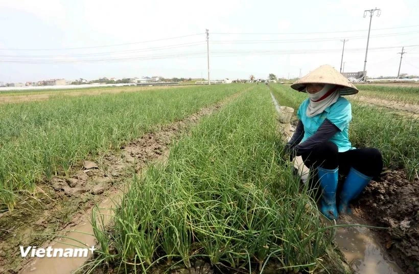 Un agricultor de la comuna de Quynh Hai, del distrito de Quynh Phu, cuida el cultivo de invierno (Fuente: Vietnam+) 