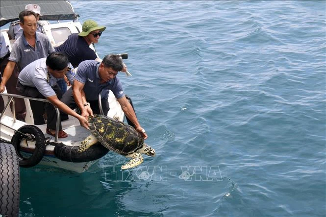 Une tortue imbriquée (nom scientifique Eretmochelys imbricata) est relâchée en mer. Photo : VNA