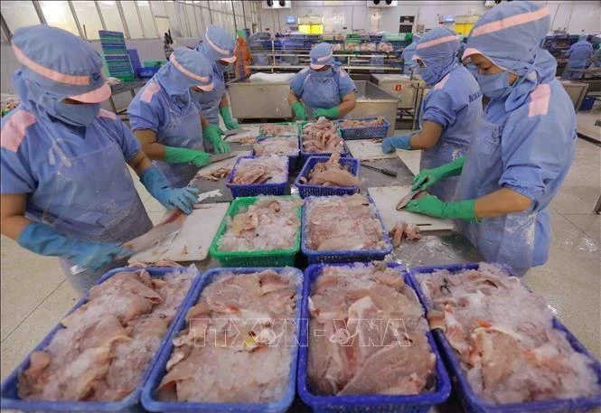 La transformation de filets de poisson Tra destinés à l'exportation dans une usine de la société d'import-export Cuu Long An Giang. Photo : VNA