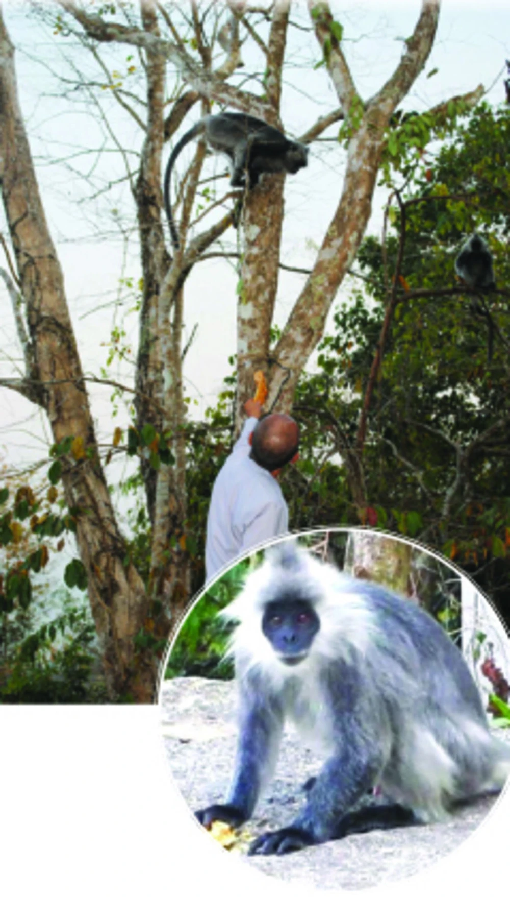 M. Thành nourrissant des langurs argentés d’Indochine au mont Cô Tô, district de Tri Tôn, province d’An Giang. Photo : CTV/CVN