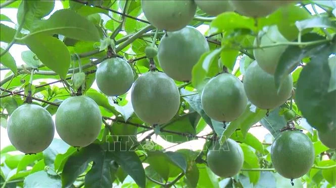 Des fruits de la passion du Vietnam. Photo : VNA