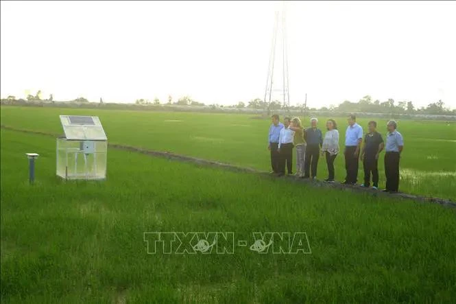 La délégation de la BM visite un modèle de production de riz à faibles émissions dans la province de Can Tho. Photo : VNA