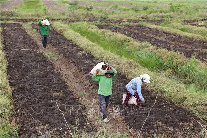 Des agriculteurs du district de Thanh Hoa, province de Long An (Sud) récoltent des pommes de terre. Photo : VNA