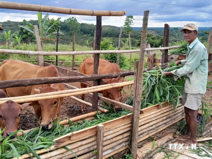 People in Bu Gia Map border district, after being given houses, are also given cows for economic development (Photo: VNA)
