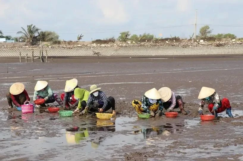 Clam exploitation in the Mekong Delta region. (Photo: VNA)