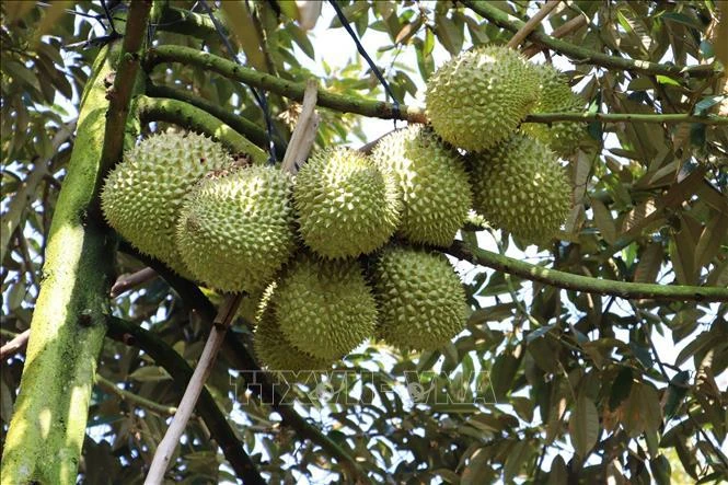 Vietnamese durian (Photo: VNA)