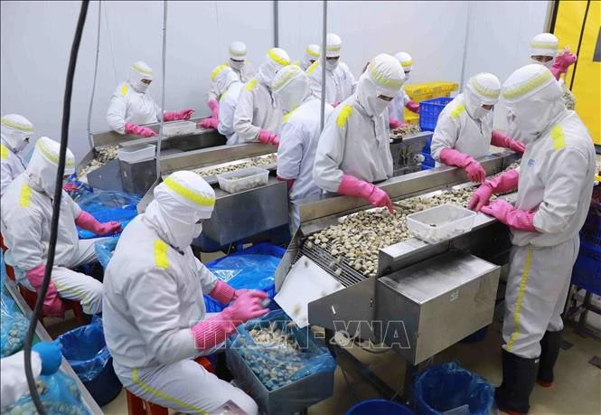 Oyster processing - Illustrative image (Photo: VNA)