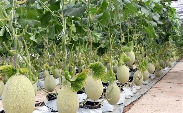 Fruit grown at an R&D centre for high-tech applications at PAN Group. (Photo courtesy of the group)