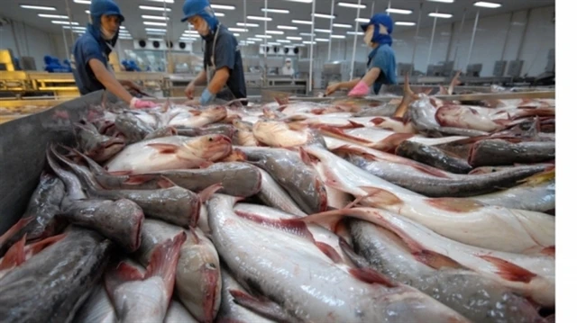 Workers process pangasius for exports (Photo: kinhtenongthon.vn)