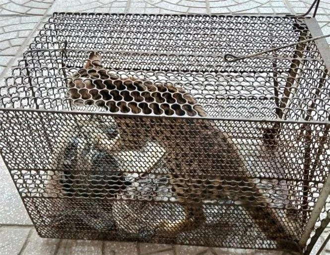 The 1.7kg leopard cat (Prionailurus bengalensis) handed over to the wildlife rescue, conservation, and development centre of the Phong Nha - Ke Bang National Park on May 3. (Photo: VNA)