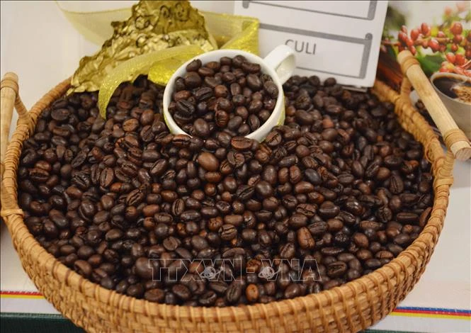 On May 6, coffee prices stood at about 100,000 VND per kg, thus, they declined about 30,000 VND per kg in less than one week. (Photo: VNA)