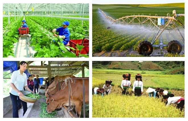 A nationwide rural and agricultural census will begin on July 1 next year, aiming to gather comprehensive data on various aspects, including the current status of agro-forestry-fishery production, rural conditions, and rural residents. (Photo: baochinhphu.vn)