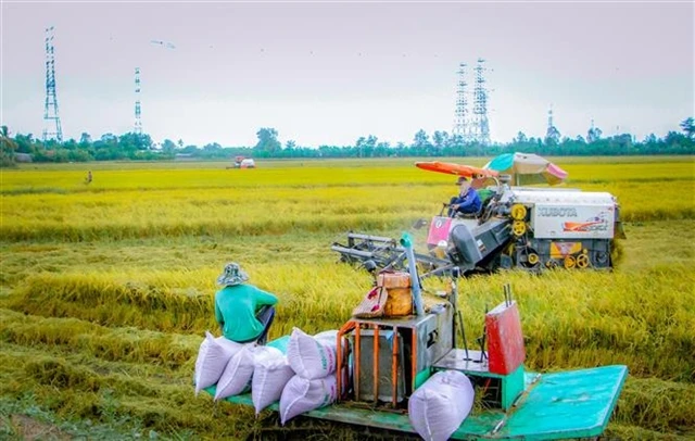 Rice harvest in the Mekong Delta city of Can Tho. (Photo: VNA)