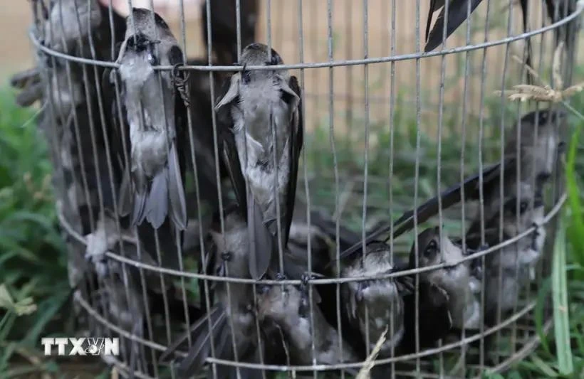 Poaching and illegal trading pose serious threats to hundreds of indigenous and migratory bird species in Vietnam. (Photo: VNA)