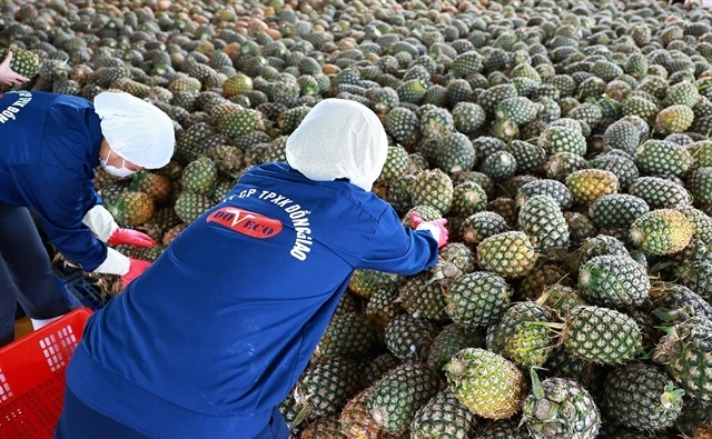 Farmers process pineapples at a company in the northern province of Ninh Bình. (Photo: VNA)