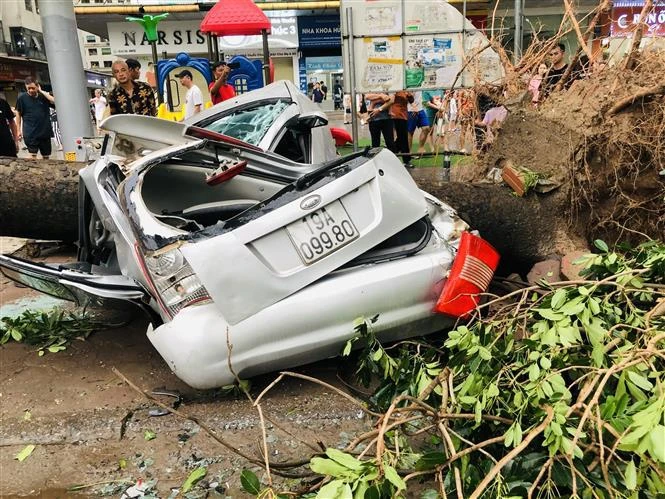 A car crushed by fallen tree in front of HH Building, Linh Dam urban area, Hanoi (Photo: VNA)