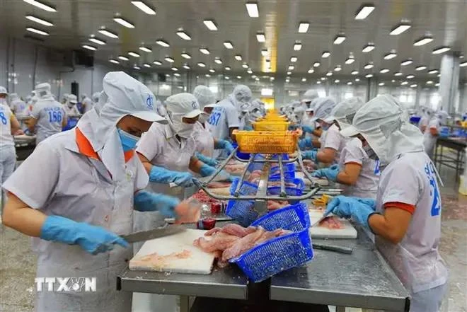 Processing Tra fish for export (Photo: VNA)