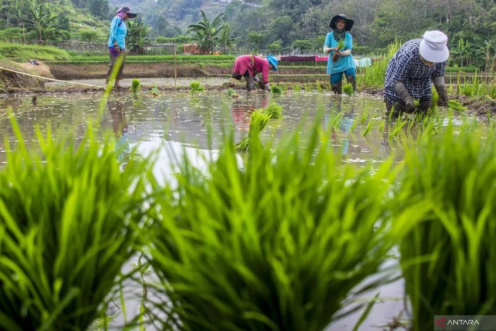 Farmers plant rice in West Bandung, West Java, on October 23, 2024. (ANTARA FOTO/Abdan Syakura/agr/Spt)