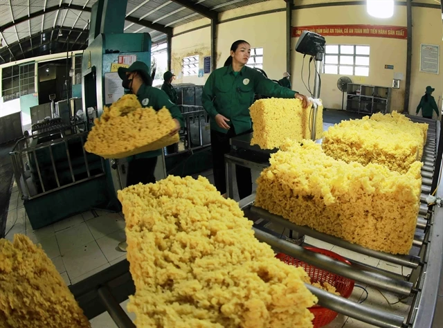 Processing rubber for export at the Chu Pah Rubber One Member Co Ltd factory in Gia Lai province. (Photo: VNA) 