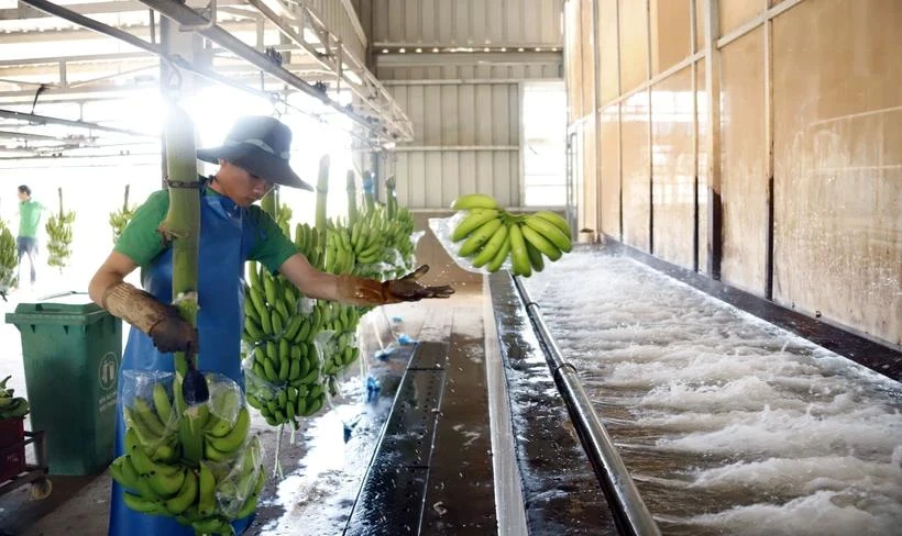 Un trabajador laosiano en una planta procesadora de plátanos de la empresa agrícola Nam Laos (Foto: VNA)