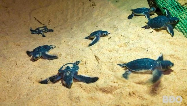 Las tortugas marinas se encuentran entre las especies en peligro de extinción que figuran en el Libro Rojo (Fuente: baobinhdinh.vn)