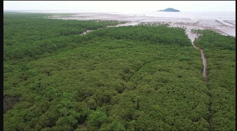 Acción por un futuro verde (Foto: VietnamPlus) 