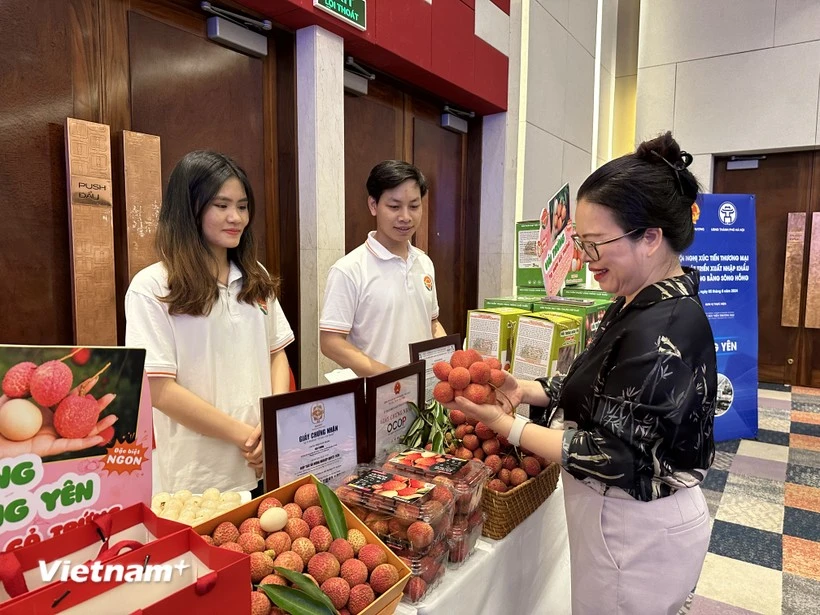 Hung Yen lychees favoured by consumers (Photo: VietnamPlus)