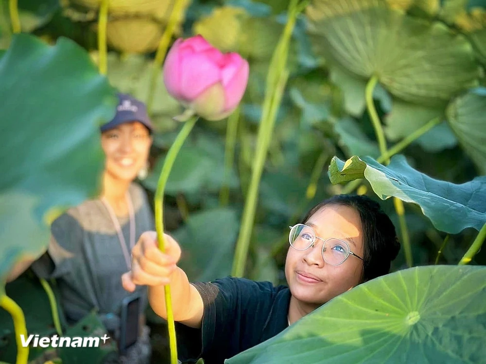 Tourists enjoy picking lotus at drawn (Photo: VietnamPlus)