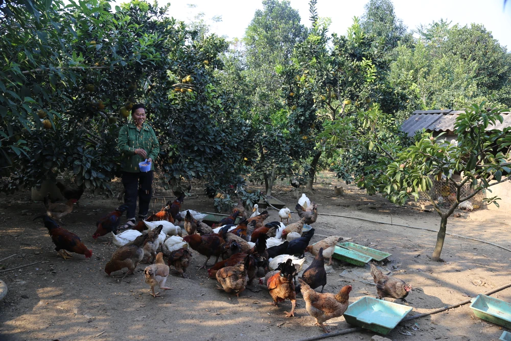 Phu Tho s’efforce de réduire rapidement le taux de ménages pauvres et quasi pauvres cette année. Photo: https://baophutho.vn/