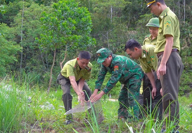 Les forcent compétentes de Nghê An relâchent un rare python réticulé dans la nature. Photo: tienphong,vn 