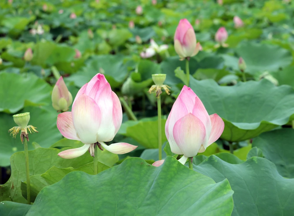 En été, rendez-vous au bord des étangs de lotus à Ninh Binh 